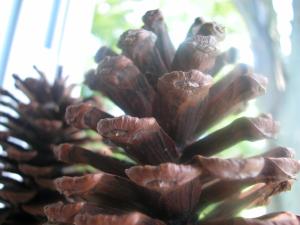 <img300*0:stuff/z/169023/Pine%2520Cones/i1245107104_9.jpg>