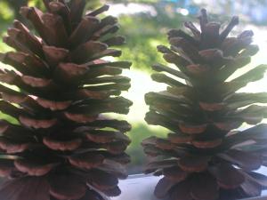 <img300*0:stuff/z/169023/Pine%2520Cones/i1245107105_18.jpg>