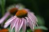 <img100*0:stuff/z/169023/Purple%2520Flowers/i1278950880_1.jpg>