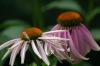 <img100*0:stuff/z/169023/Purple%2520Flowers/i1278950881_8.jpg>