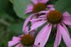 <img100*0:stuff/z/169023/Purple%2520Flowers/i1278950881_9.jpg>