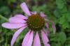 <img100*0:stuff/z/169023/Purple%2520Flowers/i1278950883_34.jpg>