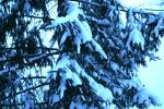 Snowy NY Trees