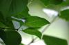 <img100*0:stuff/z/169023/Wet%2520Leaves/i1278954580_16.jpg>