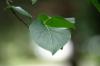 <img100*0:stuff/z/169023/Wet%2520Leaves/i1278954580_25.jpg>