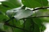 <img100*0:stuff/z/169023/Wet%2520Leaves/i1278954580_35.jpg>