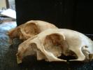 Prairie Dog Bones
