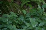 <img150*0:stuff/z/169023/leaves2/i1280423937_14.jpg>