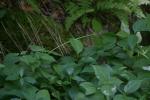 <img150*0:stuff/z/169023/leaves2/i1280423937_19.jpg>