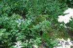 <img150*0:stuff/z/169023/leaves2/i1280423937_20.jpg>