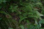 <img150*0:stuff/z/169023/leaves2/i1280423938_27.jpg>