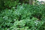 <img150*0:stuff/z/169023/leaves2/i1280423938_28.jpg>