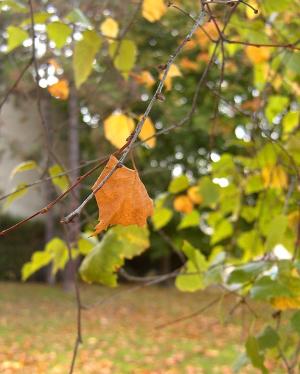 <img300*0:stuff/z/173923/Chrysilla%2527s%2520Autumn/Untitled-1.JPG>