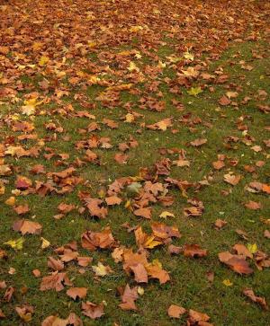 <img300*0:stuff/z/173923/Chrysilla%2527s%2520Autumn/Untitled-2.JPG>