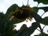 <img100*0:stuff/z/179797/Sunflower%2520Photos/100_3372.jpg>