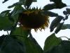 <img100*0:stuff/z/179797/Sunflower%2520Photos/100_3375.jpg>