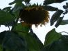 <img100*0:stuff/z/179797/Sunflower%2520Photos/100_3376.jpg>