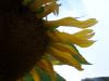 <img100*0:stuff/z/179797/Sunflower%2520Photos/100_3381.jpg>
