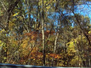 <img300*0:stuff/z/182611/Colorful%2520Trees%2520and%2520Leaves/i1287865802_4.jpg>