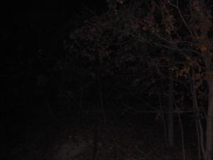 <img300*0:stuff/z/182611/Colorful%2520Trees%2520and%2520Leaves/i1287865802_5.jpg>