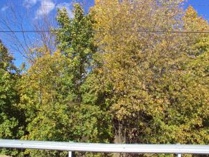 <img300*0:stuff/z/182611/Colorful%2520Trees%2520and%2520Leaves/i1287865803_12.jpg>