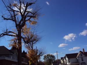 <img300*0:stuff/z/182611/Colorful%2520Trees%2520and%2520Leaves/i1287865803_18.jpg>