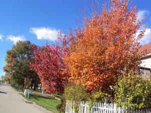 <img300*0:stuff/z/182611/Colorful%2520Trees%2520and%2520Leaves/i1287865803_6.jpg>