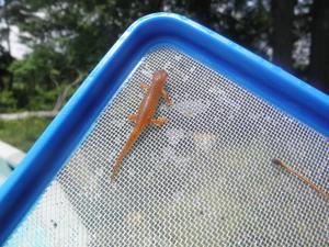 <img300*0:stuff/z/183174/Little%2520Red%2520Lizard/P5200153.JPG>