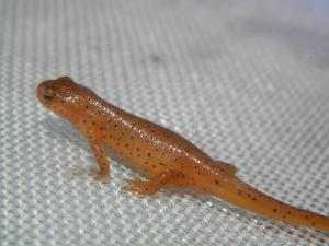 <img300*0:stuff/z/183174/Little%2520Red%2520Lizard/P5200159.JPG>