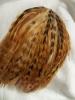 <img0*100:stuff/z/39710/feathers%2520by%2520hanhepi/coque%20chichilla%20hackle%20pad.JPG>