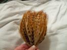 <img0*100:stuff/z/39710/feathers%2520by%2520hanhepi/coque%20chichilla%20hackle%20pad2.JPG>