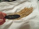 <img0*100:stuff/z/39710/feathers%2520by%2520hanhepi/coque%20chichilla%20hackle%20pad3%20%28side-underside%29.JPG>