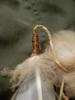 <img0*100:stuff/z/39710/feathers%2520by%2520hanhepi/eagle%20feather%20%28dyed%29%20wrapped%20end2.JPG>