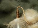 <img0*100:stuff/z/39710/feathers%2520by%2520hanhepi/eagle%20feather%20%28dyed%293%20wrapped%20end.JPG>