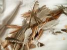 <img0*100:stuff/z/39710/feathers%2520by%2520hanhepi/feather%20pile3.JPG>