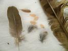 <img0*100:stuff/z/39710/feathers%2520by%2520hanhepi/feather%20sizes2.JPG>