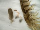 <img0*100:stuff/z/39710/feathers%2520by%2520hanhepi/feather%20sizes3.JPG>