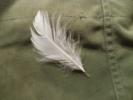 <img0*100:stuff/z/39710/feathers%2520by%2520hanhepi/fluffy%20white%20feather.JPG>