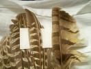 <img0*100:stuff/z/39710/feathers%2520by%2520hanhepi/pheasant%20wing%20and%20hawk%20feather.JPG>