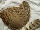 <img0*100:stuff/z/39710/feathers%2520by%2520hanhepi/pheasant%20wing%20and%20hawk%20feather2.JPG>
