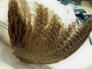 <img0*100:stuff/z/39710/feathers%2520by%2520hanhepi/pheasant%20wing11.JPG>