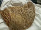 <img0*100:stuff/z/39710/feathers%2520by%2520hanhepi/pheasant%20wing2.JPG>