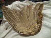 <img0*150:stuff/z/39710/feathers%2520by%2520hanhepi/pheasant%20wing4.JPG>