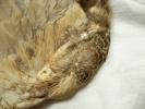 <img0*100:stuff/z/39710/feathers%2520by%2520hanhepi/pheasant%20wing5.JPG>