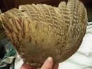 <img0*100:stuff/z/39710/feathers%2520by%2520hanhepi/pheasant%20wing7.JPG>
