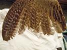 <img0*100:stuff/z/39710/feathers%2520by%2520hanhepi/pheasant%20wing8.JPG>