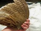 <img0*100:stuff/z/39710/feathers%2520by%2520hanhepi/pheasant%20wing9.JPG>