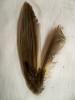 <img0*100:stuff/z/39710/feathers%2520by%2520hanhepi/songbird%20wing%20part.JPG>