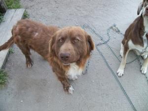 <img300*0:stuff/z/39710/hanhepi%2527s%2520dogs/041.JPG>