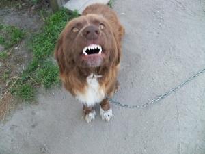 <img300*0:stuff/z/39710/hanhepi%2527s%2520dogs/042.JPG>